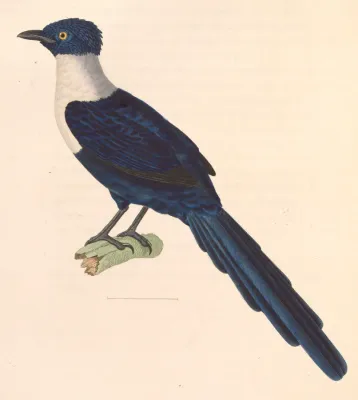 File:Streptocitta albicollis 1838.jpg