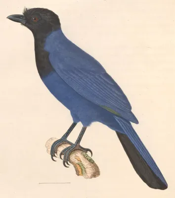 File:Cyanocorax cyanomelas 1838.jpg