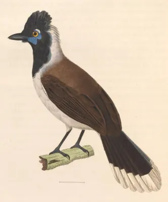File:Cyanocorax cyanopogon 1838.jpg