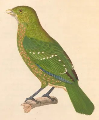 File:Ailuroedus crassirostris 1838.jpg