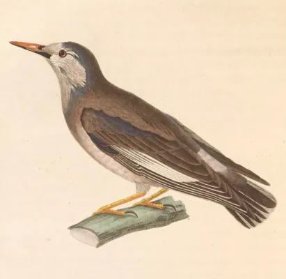 File:Spodiopsar cineraceus 1838.jpg