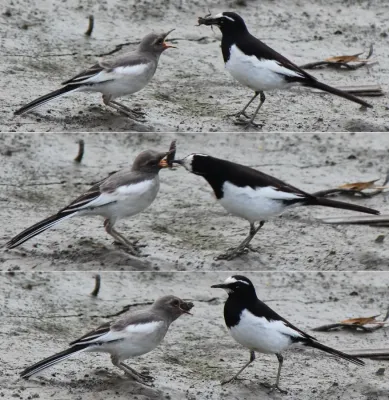 File:Motacilla grandis giving food.jpg