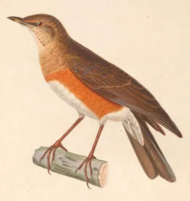 File:Turdus chrysolaus 1838.jpg