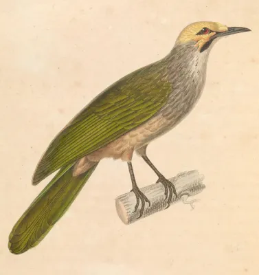 File:Pycnonotus zeylanicus 1838.jpg