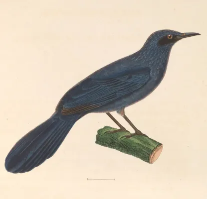 File:Melanotis caerulescens 1838.jpg