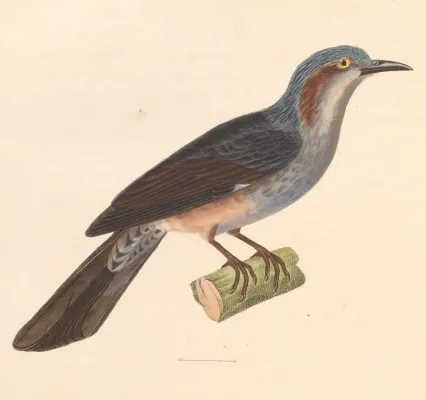 File:Hypsipetes amaurotis 1838.jpg
