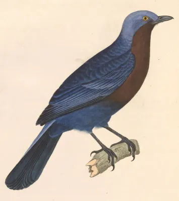 File:Cochoa azurea 1838.jpg