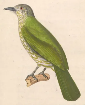 File:Ixos virescens 1838.jpg