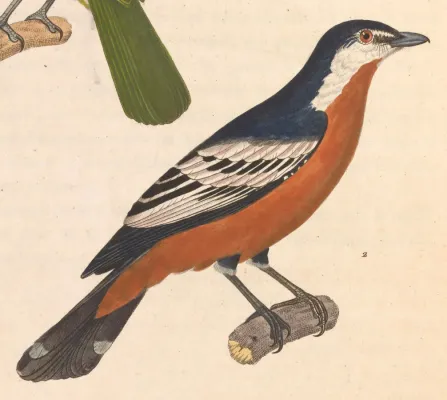 File:Lalage aurea 1838.jpg
