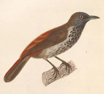 File:Stachyris maculata 1838.jpg