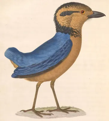 File:Hydrornis caeruleus 1838.jpg