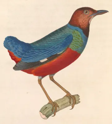 File:Erythropitta erythrogaster 1838.jpg