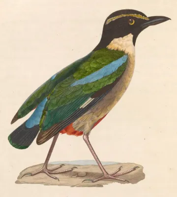 File:Pitta elegans 1838.jpg