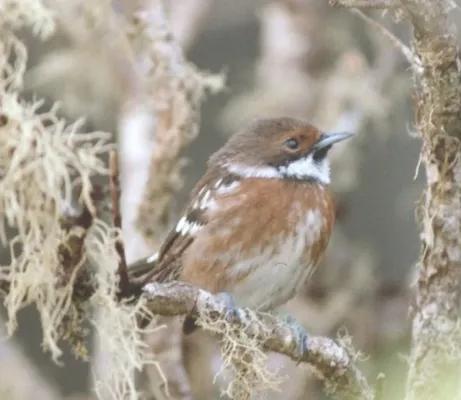 File:Chasiempis sandwichensis ridgwayi.jpg
