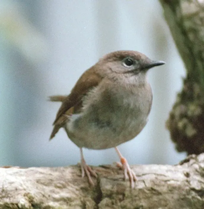 File:Myadestes palmeri.jpg
