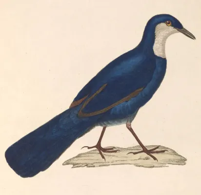 File:Ptilorrhoa caerulescens 1838.jpg