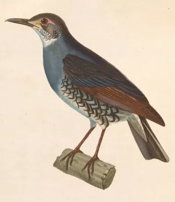 File:Zoothera andromedae 1838.jpg