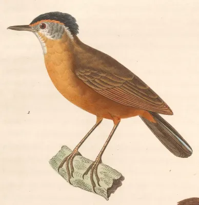 File:Pellorneum capistratum 1838.jpg