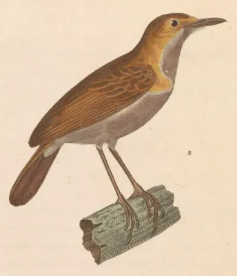 File:Pellorneum pyrrogenys 1838.jpg