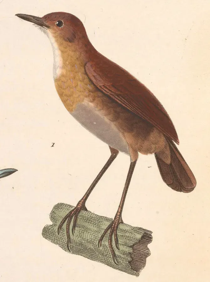 File:Brachypteryx leucophris 1838.jpg