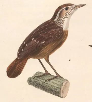 File:Napothera epilepidota 1838.jpg