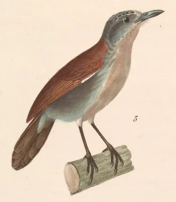 File:Stachyris grammiceps 1838.jpg