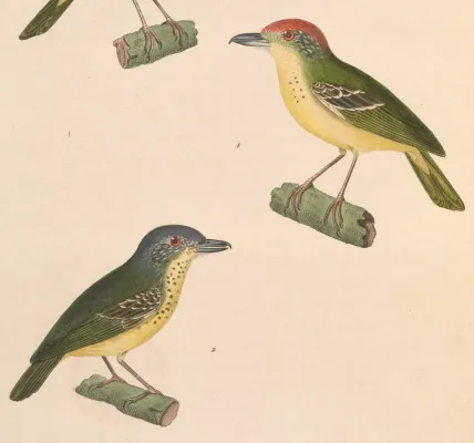 File:Dysithamnus stictothorax 1838.jpg