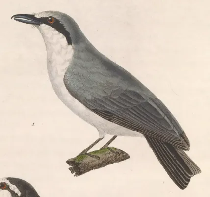 File:Tephrodornis virgatus 1838.jpg