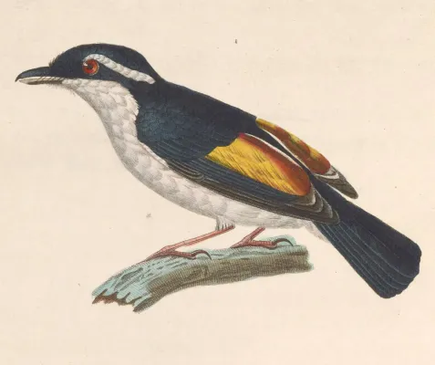 File:Pteruthius flaviscapis 1838.jpg