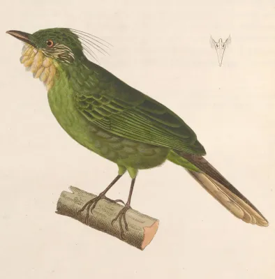 File:Criniger barbatus 1838.jpg