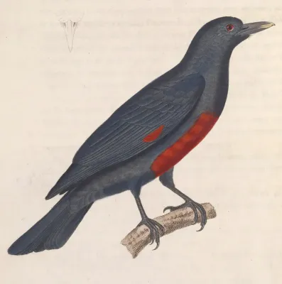File:Oriolus cruentus cruentus 1838.jpg