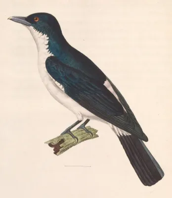 File:Coracina bicolor 1838.jpg