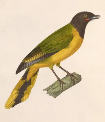 File:Lobotos lobatus female 1838.jpg