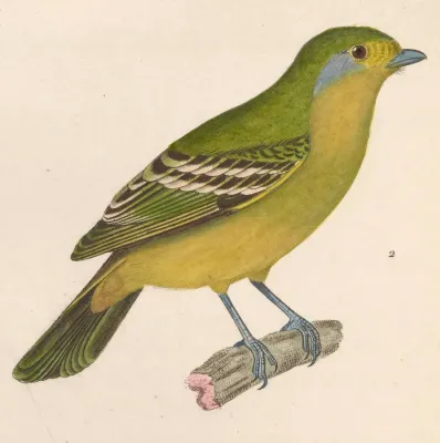 File:Piprites chloris 1838.jpg