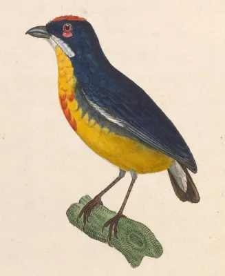 File:Prionochilus percussus 1838.jpg