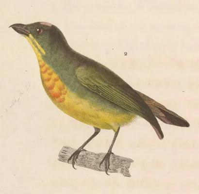 File:Prionochilus thoracicus female 1838.jpg