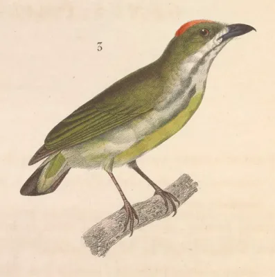 File:Prionochilus maculatus 1838.jpg