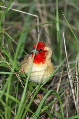 File:Quelea cardinalis - Cardinal Quelea.jpg