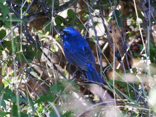 File:Blue Bunting, Cyanocompsa parellina, adult male.jpg