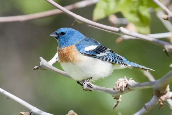 File:Lazuli Bunting, Passerina amoena 1.jpg