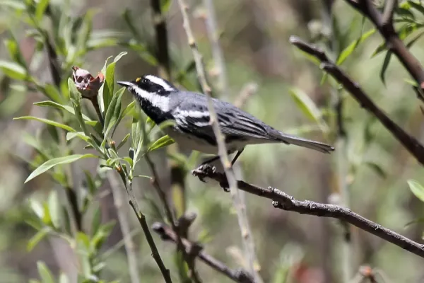 File:Black-throated Gray Warbler (Setophaga nigrescens).jpg