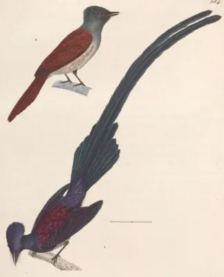 File:Terpsiphone atrocaudata atrocaudata 1838.jpg