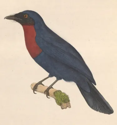 File:Philentoma velata 1838.jpg
