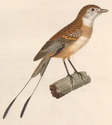 File:Alectrurus risora female 1838.jpg