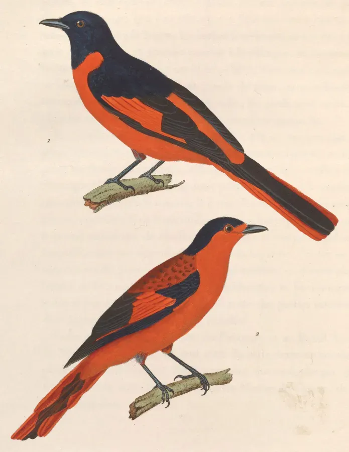 File:Pericrocotus miniatus 1838.jpg