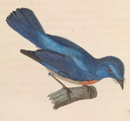 File:Cyornis turcosus 1838.jpg