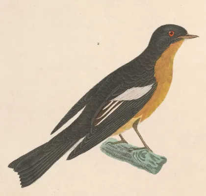 File:Ficedula mugimaki 1838.jpg