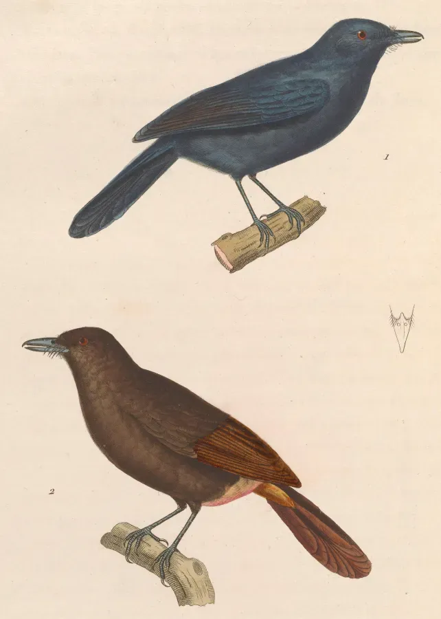 File:Thamnomanes caesius 1838.jpg