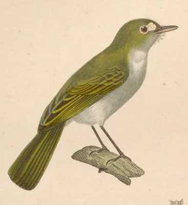 File:Hemitriccus diops 1838.jpg