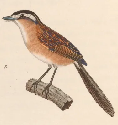 File:Culicivora caudacuta 1838.jpg